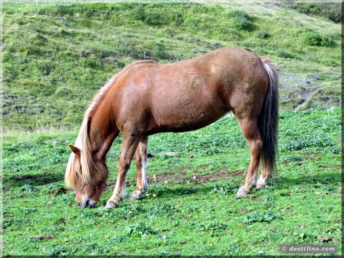 Les chevaux d'Islande