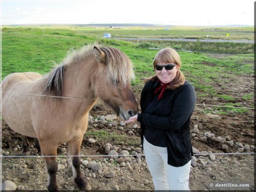 Chevaux Islandais