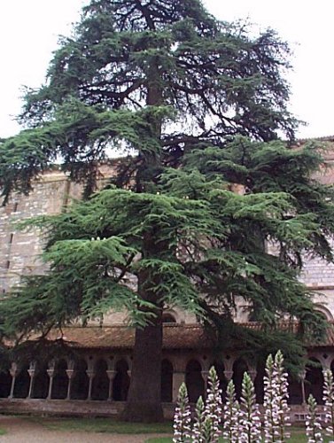 Vue d'ensemble du cloître 