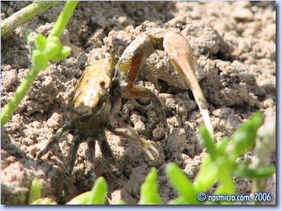 Petit crabe