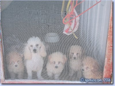 Village — Chiots