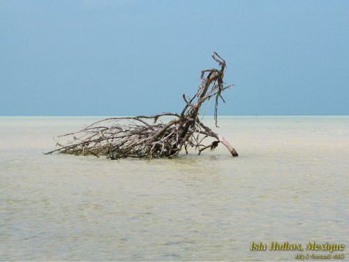 Isla Holbox (2006)