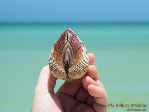 Isla Holbox (2006)