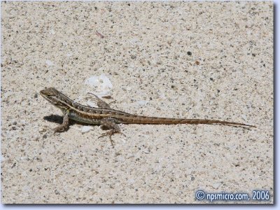 Petit lézard sur la plage