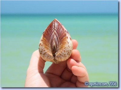 Coquillage