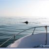 Excursion — dauphins
