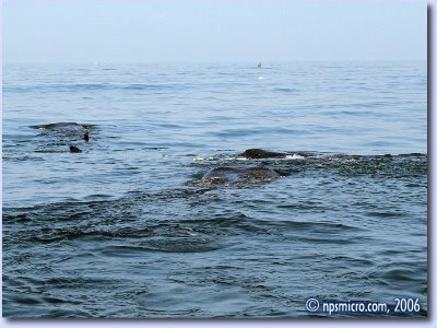 Excursion — requins