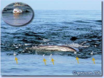 Excursion — requin en surface