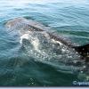 Whale Shark Tour