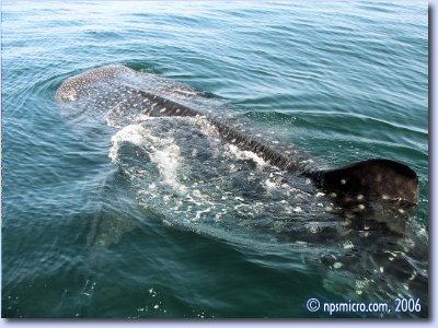 Excursion — requin