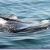 Whale Shark Tour