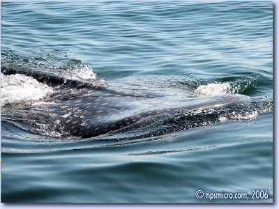 Excursion — requin