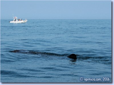 Excursion — requin