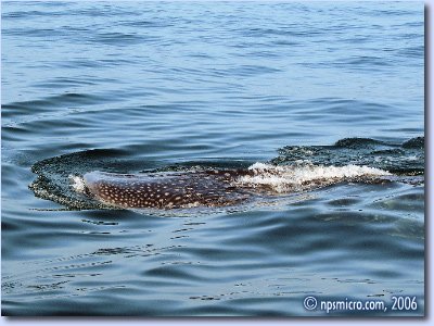Excursion — requin en surface