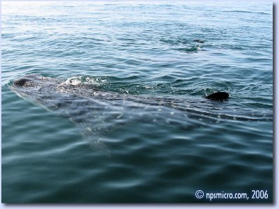 Excursion — requin