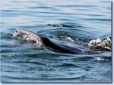 Excursion — bouche de requin