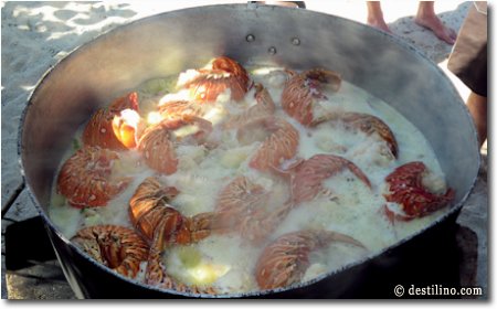 Nos langoustes... miam miam!
