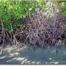 Mangrove à l'extrémité ouest de la plage 
