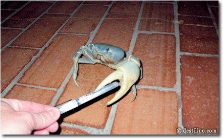Un crabe qui ne semble pas aimer ma présence!