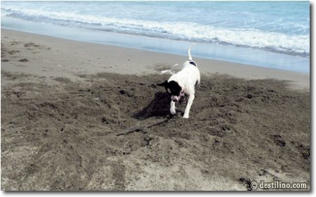 Un chien à la recherche de je ne sais trop quoi?