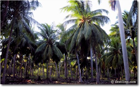 La palmeraie