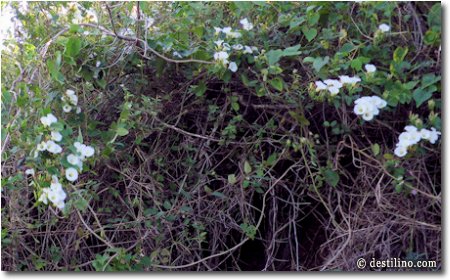 Ces fleurs blanches sont un délice pour les abeilles de la région qui produisent le meilleur miel de Cuba