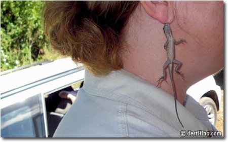 Lily et sa boucle d'oreille cubaine :o)