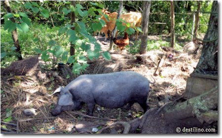 Cochons, vaches, poules, etc.