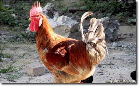 Un « Gallo »