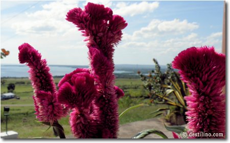 Fleurs près du belvédère