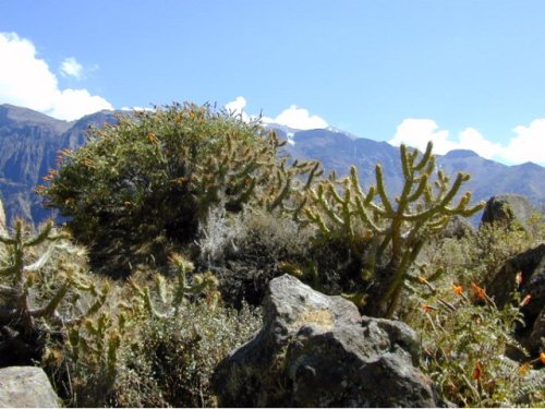 Au Canyon de Colca 