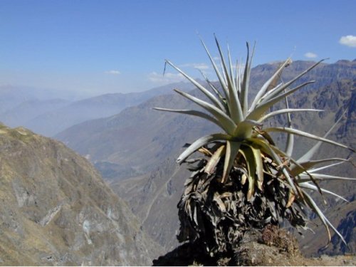 Canyon de Colca 