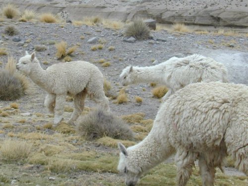 Alpacas 
