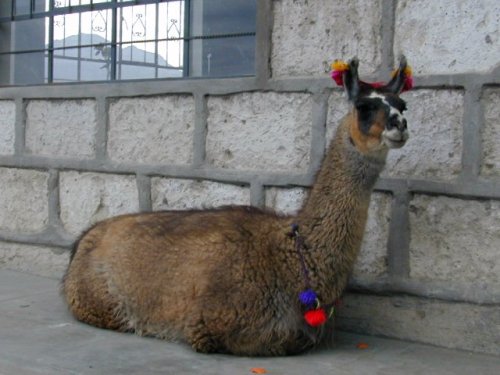 Nous retrouvons à nouveau la gentille Margarita lors de notre retour vers Arequipa. 