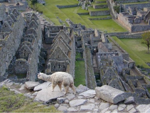 Alpaca au dessus d'un quartier d'habitations de Machu Picchu 