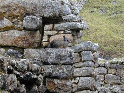 Un petit habitant de Machu Picchu, le viscacha (une espèce de lapin) 
