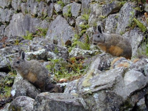 Deux viscachas curieux 