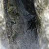 Un autre habitant de Machu Picchu... énorme araignée entre deux pierres! 