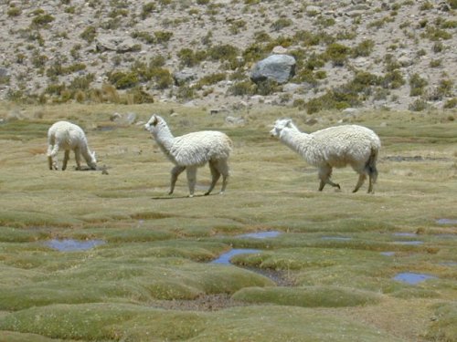 Alpacas 