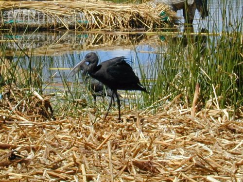 Ibis 