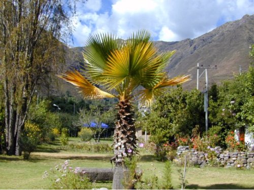 Jardins de notre petit hôtel familial de Yucay 