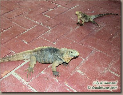 Gran Caribe Club Bucanero (2007)
