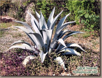 La flore de Santiago de Cuba (2007)