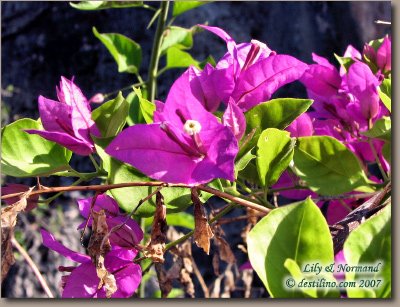 La flore de Santiago de Cuba (2007)