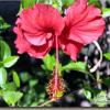 La flore de Santiago de Cuba (2007)