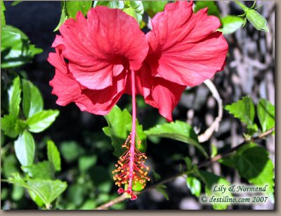 La flore de Santiago de Cuba (2007)