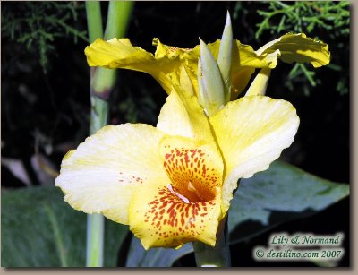 La flore de Santiago de Cuba (2007)