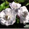 Diverses photos