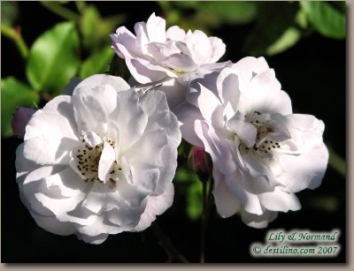 La flore de Santiago de Cuba (2007)