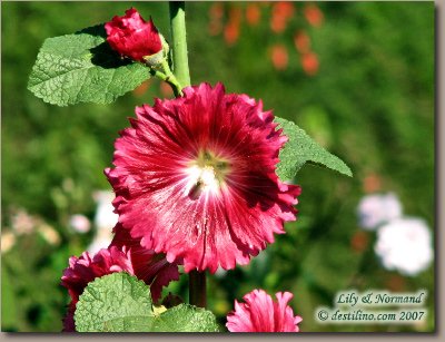 La flore de Santiago de Cuba (2007)